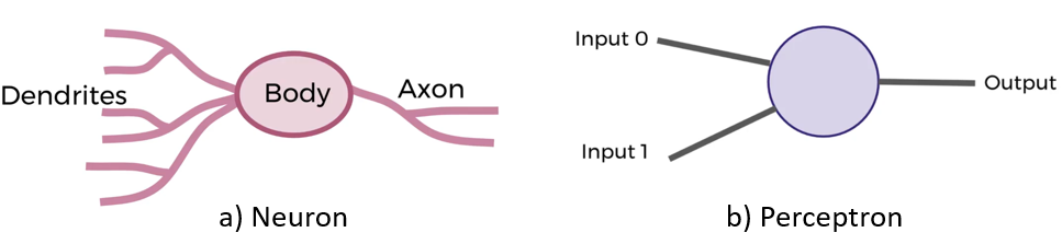 Figure showing biological neuron and perceptron